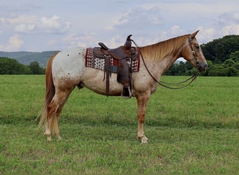 Appaloosa, Wallach, 7 Jahre, 157 cm, Rotfuchs
