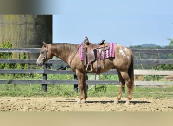 Appaloosa, Wallach, 7 Jahre, 157 cm
