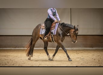 Appaloosa, Wallach, 7 Jahre, 158 cm, Dunkelbrauner