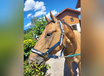 Appaloosa, Wallach, 7 Jahre, 160 cm, Falbe