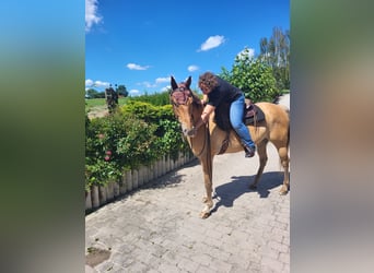 Appaloosa, Wallach, 7 Jahre, 160 cm, Falbe