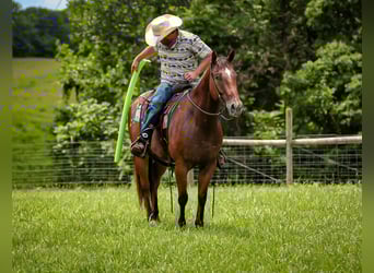 Appaloosa, Wallach, 7 Jahre, 160 cm, Rotbrauner