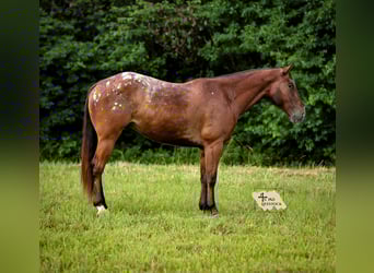 Appaloosa, Wallach, 7 Jahre, 160 cm, Rotbrauner