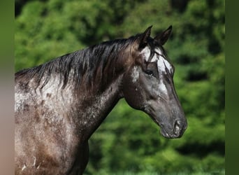 Appaloosa, Wallach, 7 Jahre, 163 cm, Rappe