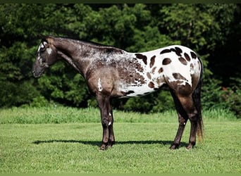 Appaloosa, Wallach, 7 Jahre, 163 cm, Rappe