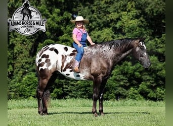 Appaloosa, Wallach, 7 Jahre, 163 cm, Rappe