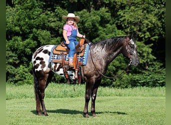 Appaloosa, Wallach, 7 Jahre, 163 cm, Rappe
