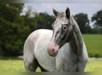Appaloosa, Wallach, 7 Jahre, 163 cm, Schimmel
