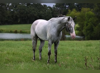 Appaloosa, Wallach, 7 Jahre, 163 cm, Schimmel