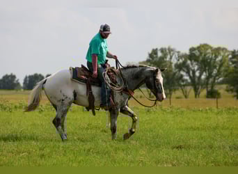 Appaloosa, Wallach, 7 Jahre, 163 cm, Schimmel