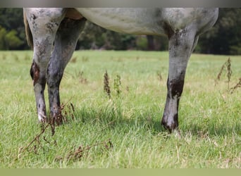 Appaloosa, Wallach, 7 Jahre, 163 cm, Schimmel