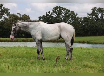 Appaloosa, Wallach, 7 Jahre, 163 cm, Schimmel