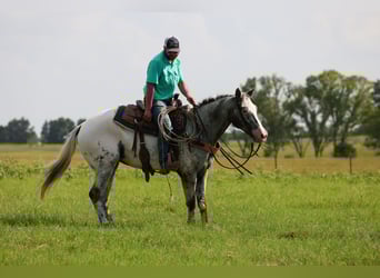 Appaloosa, Wallach, 7 Jahre, 163 cm, Schimmel