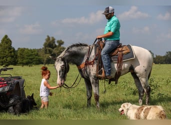 Appaloosa, Wallach, 7 Jahre, 163 cm, Schimmel