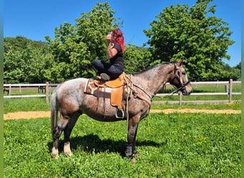Appaloosa, Wallach, 7 Jahre, 163 cm, Tigerschecke