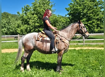 Appaloosa, Wallach, 7 Jahre, 163 cm, Tigerschecke