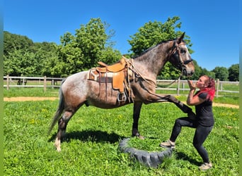 Appaloosa, Wallach, 7 Jahre, 163 cm, Tigerschecke