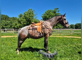 Appaloosa, Wallach, 7 Jahre, 163 cm, Tigerschecke