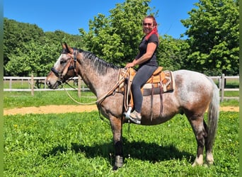 Appaloosa, Wallach, 7 Jahre, 163 cm, Tigerschecke