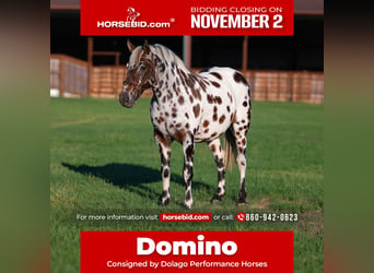 Appaloosa, Wallach, 7 Jahre, Dunkelfuchs