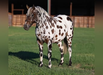 Appaloosa, Wallach, 7 Jahre, Dunkelfuchs
