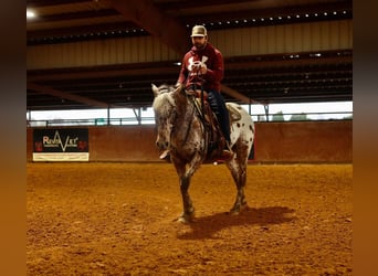 Appaloosa, Wallach, 8 Jahre, 142 cm