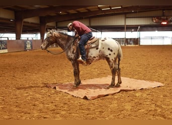 Appaloosa, Wallach, 8 Jahre, 142 cm