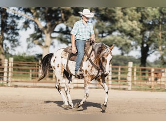 Appaloosa, Wallach, 8 Jahre, 142 cm, Rotbrauner
