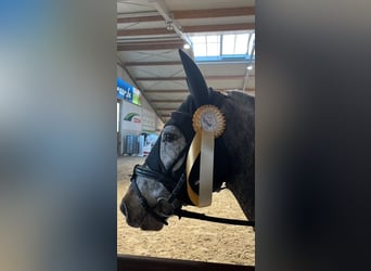 Appaloosa, Wallach, 8 Jahre, 143 cm, Tigerschecke