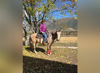 Appaloosa, Wallach, 8 Jahre, 146 cm