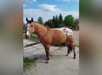 Appaloosa, Wallach, 8 Jahre, 147 cm, Rotbrauner