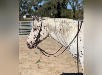 Appaloosa, Wallach, 8 Jahre, 150 cm, Dunkelfuchs