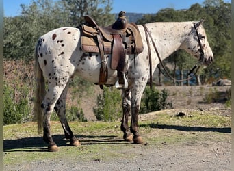 Appaloosa, Wallach, 8 Jahre, 150 cm, Dunkelfuchs