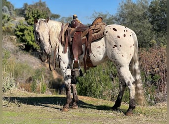 Appaloosa, Wallach, 8 Jahre, 150 cm, Dunkelfuchs