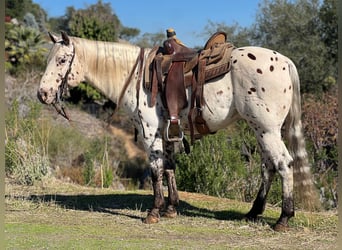 Appaloosa, Wallach, 8 Jahre, 150 cm, Dunkelfuchs