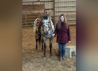 Appaloosa, Wallach, 8 Jahre, 150 cm, Tigerschecke