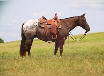 Appaloosa, Wallach, 8 Jahre, 152 cm, Dunkelfuchs