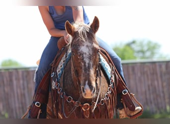 Appaloosa, Wallach, 8 Jahre, 152 cm, Dunkelfuchs