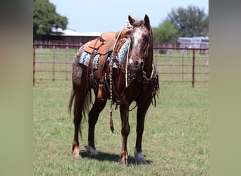 Appaloosa, Wallach, 8 Jahre, 152 cm, Dunkelfuchs