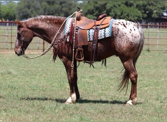 Appaloosa, Wallach, 8 Jahre, 152 cm, Dunkelfuchs