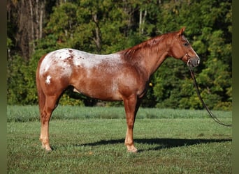 Appaloosa, Wallach, 8 Jahre, 152 cm, Dunkelfuchs
