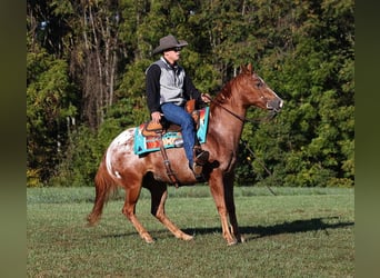 Appaloosa, Wallach, 8 Jahre, 152 cm, Dunkelfuchs