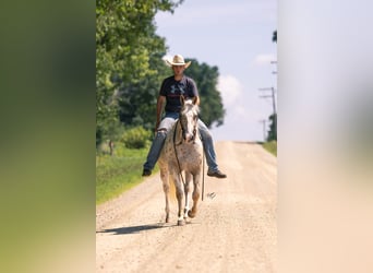 Appaloosa, Wallach, 8 Jahre, 152 cm, Palomino