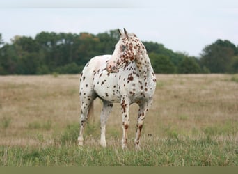 Appaloosa, Wallach, 8 Jahre, 152 cm