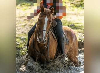 Appaloosa, Wallach, 8 Jahre, 153 cm, Fuchs