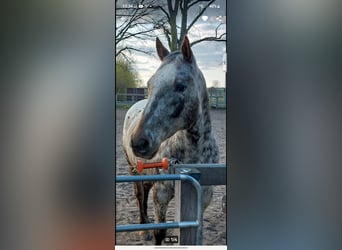 Appaloosa, Wallach, 8 Jahre, 156 cm, Roan-Bay