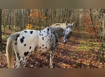 Appaloosa, Wallach, 8 Jahre, 162 cm