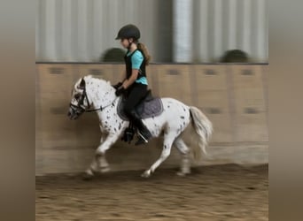 Appaloosa, Wallach, 8 Jahre, 98 cm, Tigerschecke