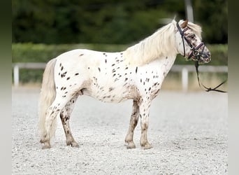 Appaloosa, Wallach, 8 Jahre, 98 cm, Tigerschecke