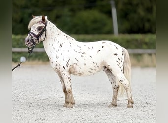 Appaloosa, Wallach, 8 Jahre, 98 cm, Tigerschecke
